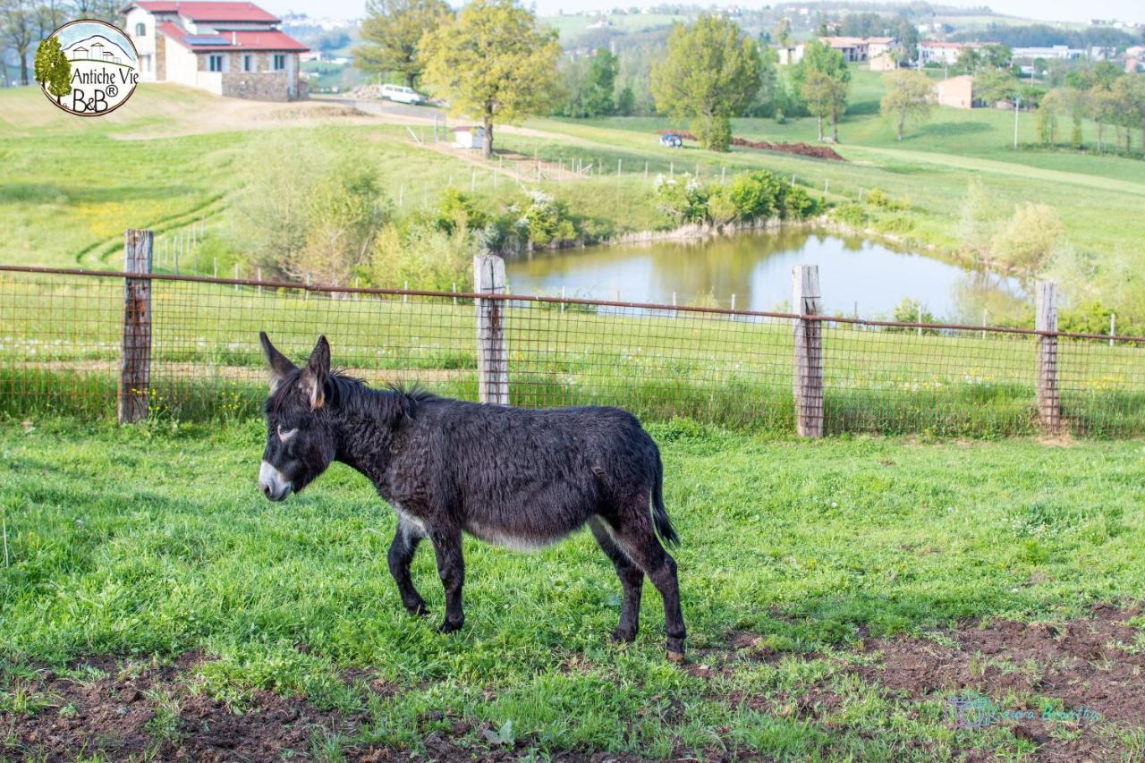Antiche Vie B&B Serramazzoni Dış mekan fotoğraf